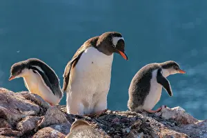 Petermann Island: Antarctica, Petermann Island. Gentoo penguins and chicks at