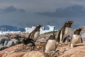 Petermann Island: Antarctica, Petermann Island. Gentoo penguins and chicks at