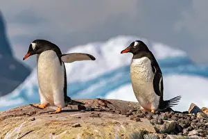 Petermann Island: Antarctica, Petermann Island. Gentoo penguins at nest