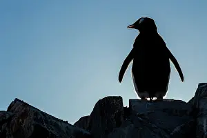 Gentoo: Antarctica, Petermann Island, Silhouette