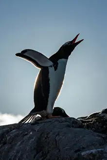 Gentoo: Antarctica, Petermann Island, Silhouette