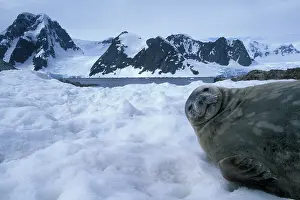 Weddell: Antarctica, Petermann Island, Weddell Seal