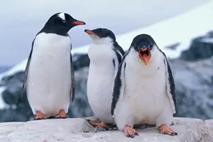 Hilltop: Antarctica, Petermann Island, Young Gentoo