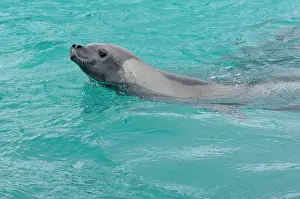Lobodon: Antarctica, Pleneau Island. Crabeater seal