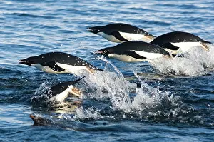 Escape: Antarctica, Ross Sea. Adelie Penguins (Pygoscelis
