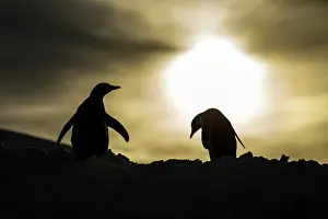 Gentoo: Antarctica, Silhouette of Gentoo Penguins