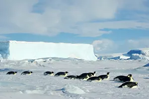 Conserve: Antarctica, Snow Hill Island, Adult emperor