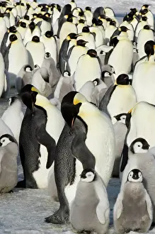 Youth: Antarctica, Snow Hill Island. Emperor Penguin