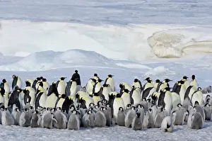 Birth: Antarctica, Snow Hill Island. Emperor Penguin