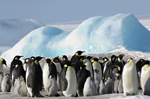 Birth: Antarctica, Snow Hill Island. Emperor Penguin