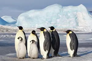 Birth: Antarctica, Snow Hill Island. Group of Emperor