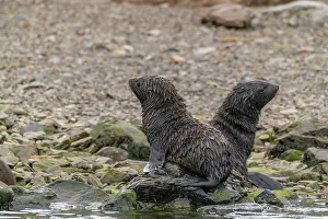 South Georgia: Antarctica, South Georgia. Close-up of fur seal pups. ic Cat