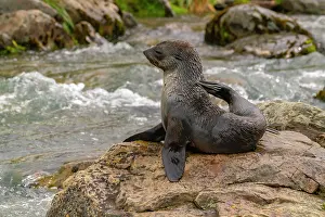 Scratching: Antarctica, South Georgia. Close-up of fur seal scratching