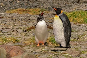 South Georgia: Antarctica, South Georgia. Close-up of gentoo and king