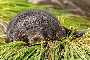 Sleeping: Antarctica, South Georgia. Fur seal female sleeping. ic Cath