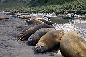 Leonina: Antarctica, South Georgia Island, Elephant