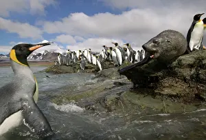 Surfing: Antarctica, South Georgia Island (UK), Antarctic