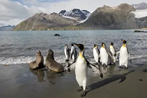 Strutting: Antarctica, South Georgia Island (UK), Antarctic