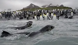 Surfing: Antarctica, South Georgia Island (UK), Antarctic