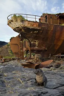 Dilapidated: Antarctica, South Georgia Island (UK), Antarctic