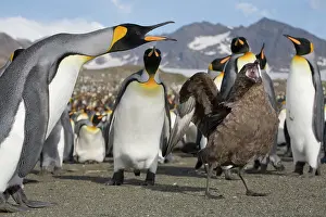 Squabble: Antarctica, South Georgia Island (UK), Brown
