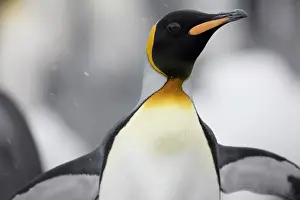 Fortuna: Antarctica, South Georgia Island (UK), Close-up