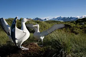 Wandering: Antarctica, South Georgia Island (UK), Courtship