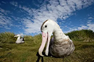 Wandering: Antarctica, South Georgia Island (UK), Curious