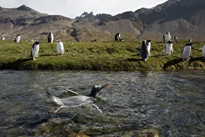 Swimmer: Antarctica, South Georgia Island (UK), Gentoo