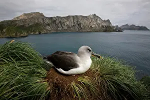 Individuality: Antarctica, South Georgia Island (UK), Gray-headed