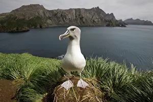 Stare: Antarctica, South Georgia Island (UK), Gray-headed