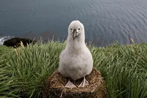 Individuality: Antarctica, South Georgia Island (UK), Gray-headed