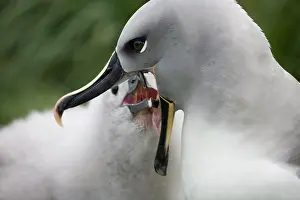 Nurturing: Antarctica, South Georgia Island (UK), Gray-headed