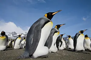 Andrews: Antarctica, South Georgia Island (UK), King