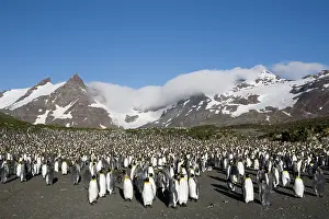 Crowding: Antarctica, South Georgia Island (UK), King