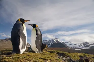 Andrews: Antarctica, South Georgia Island (UK), King