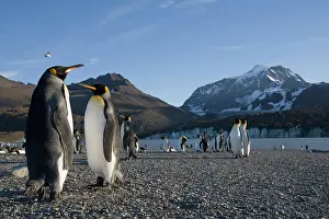 Andrews: Antarctica, South Georgia Island (UK), King