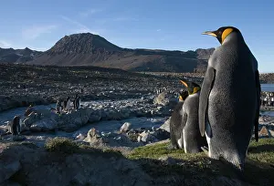 Andrews: Antarctica, South Georgia Island (UK), King