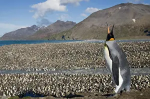 Congestion: Antarctica, South Georgia Island (UK), King