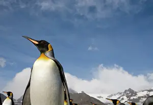 Andrews: Antarctica, South Georgia Island (UK), King