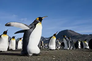 Andrews: Antarctica, South Georgia Island (UK), King