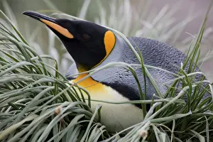 Salisbury: Antarctica, South Georgia Island (UK), King