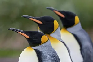 Salisbury: Antarctica, South Georgia Island (UK), King