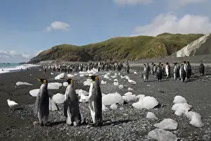 Fortuna: Antarctica, South Georgia Island (UK), King