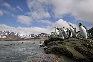 Andrews: Antarctica, South Georgia Island (UK), King