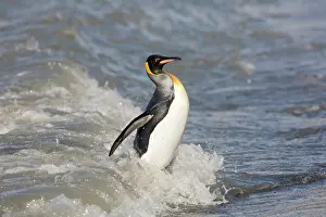 Surfing: Antarctica, South Georgia Island (UK), King