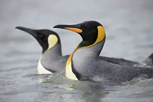 Salisbury: Antarctica, South Georgia Island (UK), King