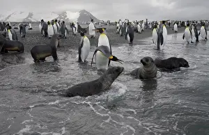 Salisbury: Antarctica, South Georgia Island (UK), King