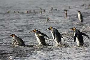Andrews: Antarctica, South Georgia Island (UK), King