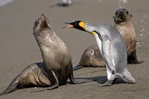 Anger: Antarctica, South Georgia Island (UK), King